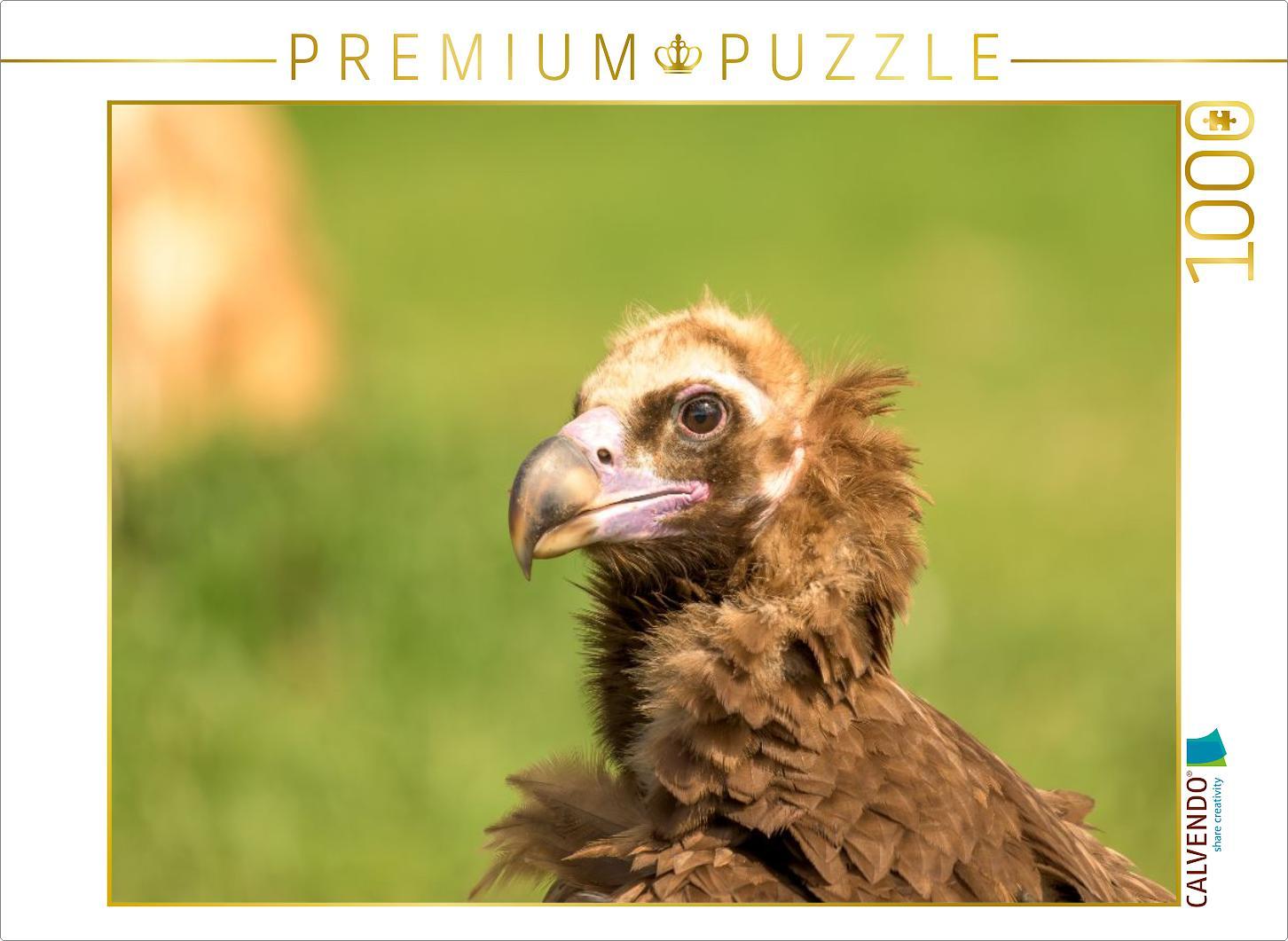CALVENDO Puzzle Mönchsgeier im Porträt | 1000 Teile Lege-Größe 64x48cm Foto-Puzzle für glückliche Stunden