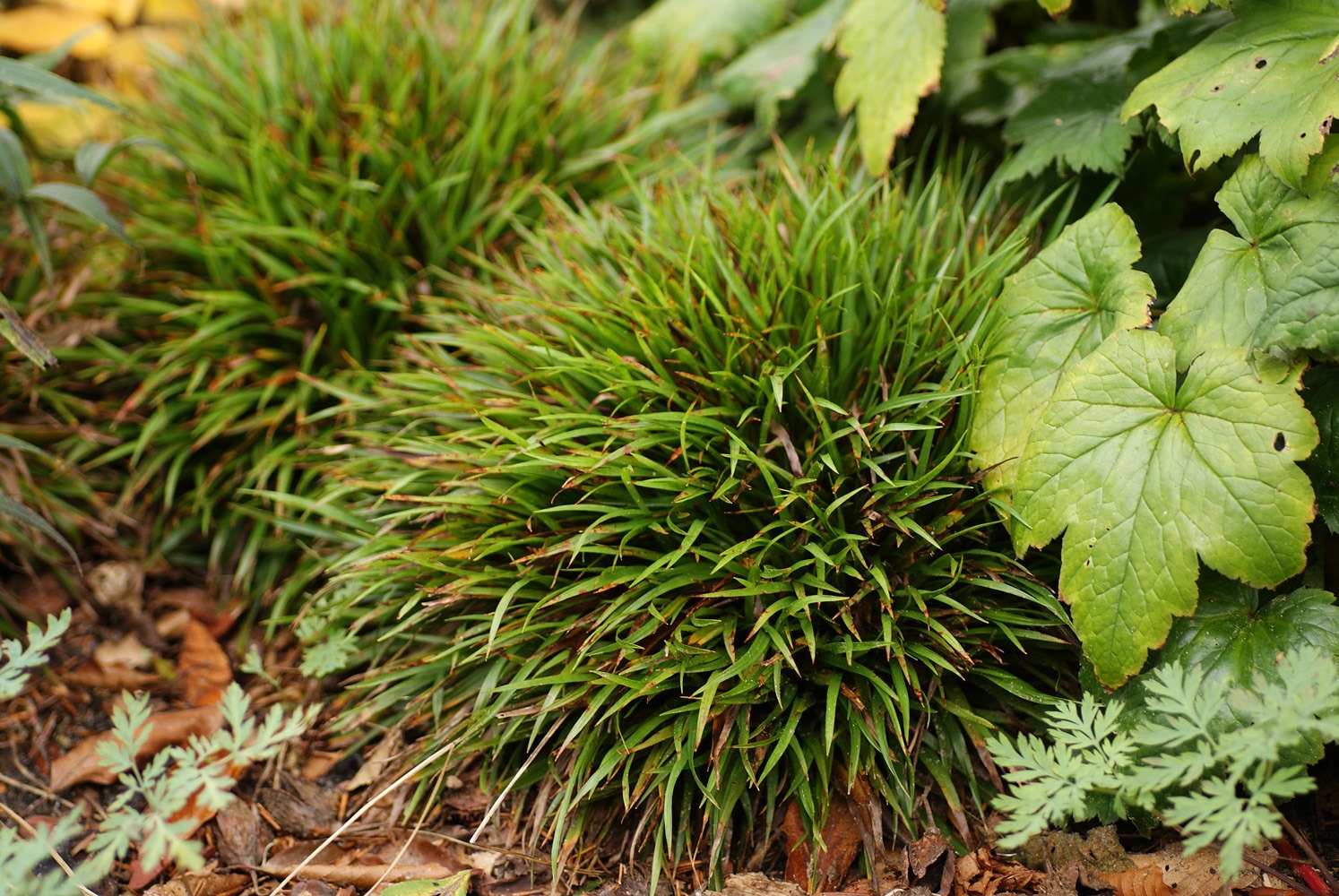 3 x Luzula pilosa 'Igel' 1 Liter (Ziergras/Gräser/Stauden/winterhart) Haarmarbel - Stauden Gänge