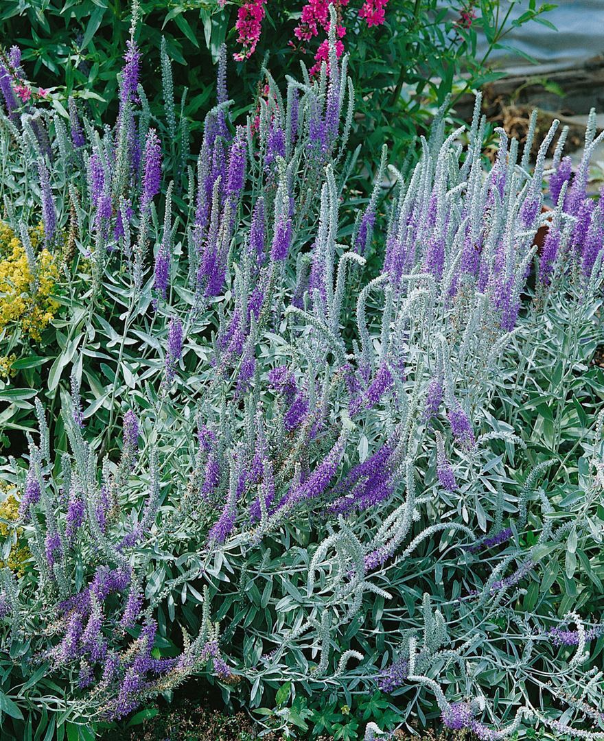 Pflanzen-für-dich.de Veronica spicata ssp. incana, Ehrenpreis, ca. 9x9 cm Topf
