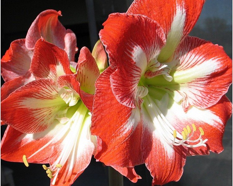 Amaryllis gestreift (1 Stück) | Amarylliszwiebeln von Flora Elite 692932-fe