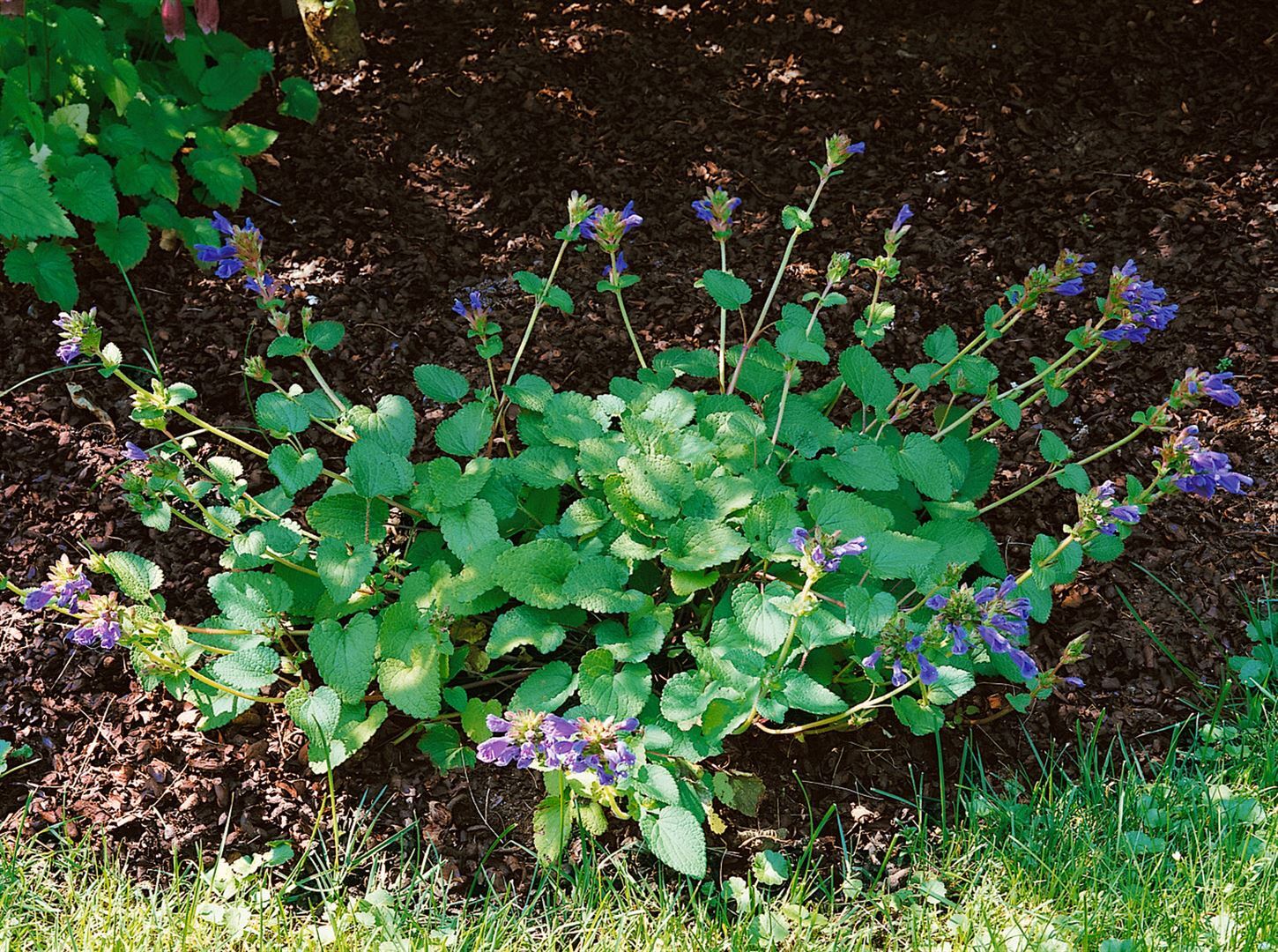 Pflanzen-für-dich.de Dracocephalum rupestre, Drachenkopf, ca. 9x9 cm Topf