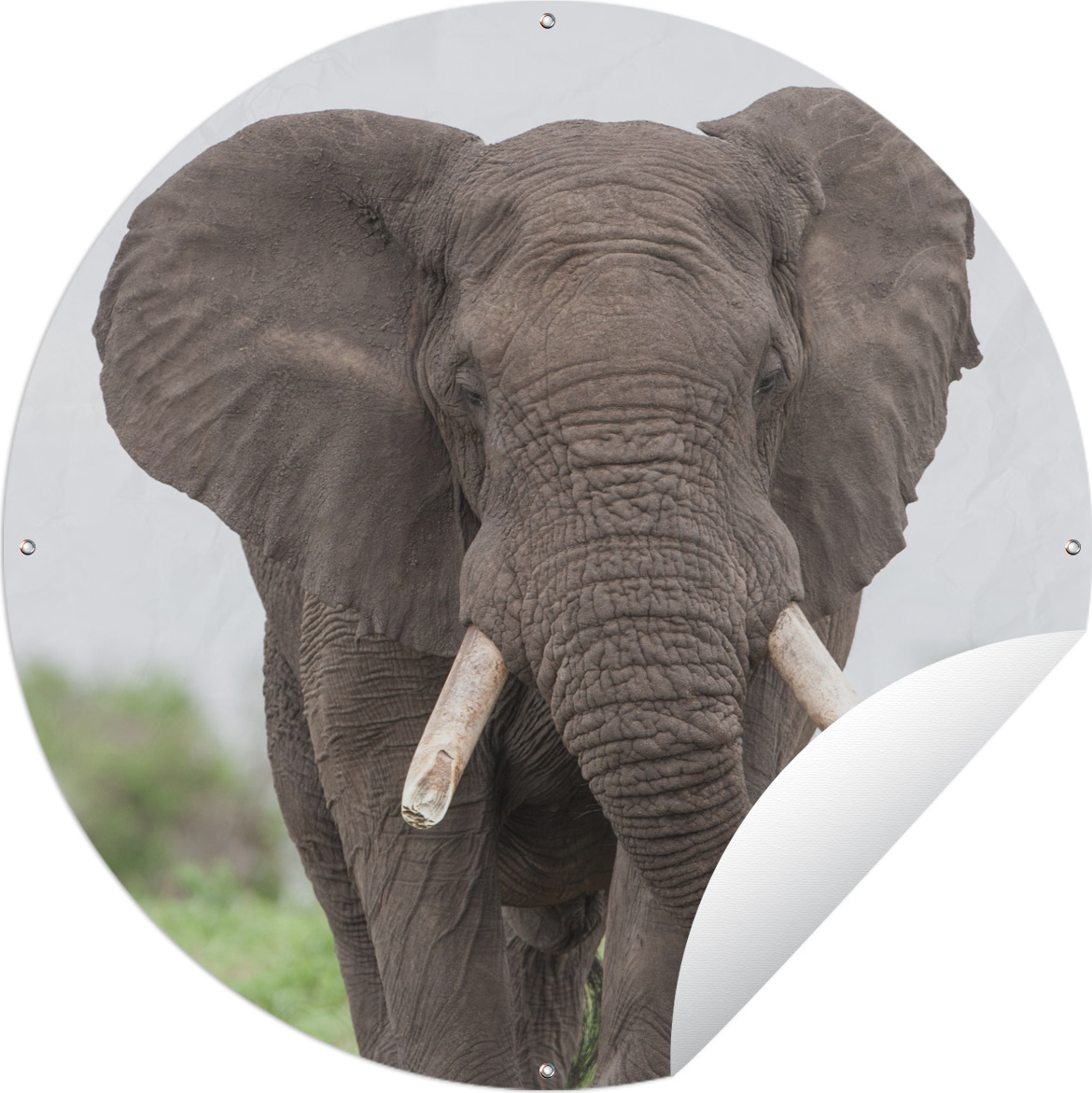 MuchoWow® Gartenposter Outdoor-Poster Rund Entgegenkommender Elefant Ø 60 cm Gartendeko Rundes Poster draußen 144|322823181