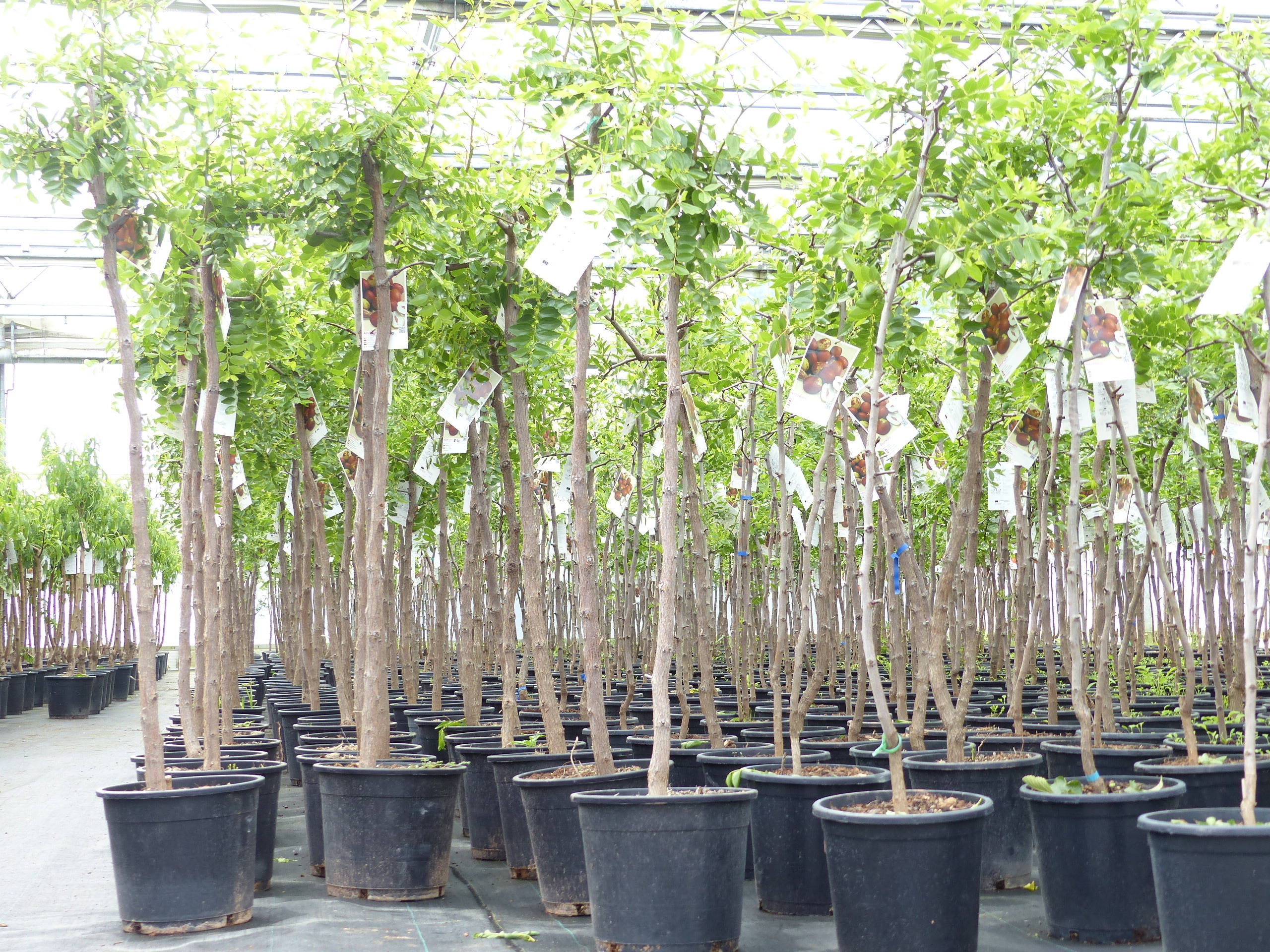 Grünwaren chin. Dattel 150 - 170 cm Dattelbaum 5 - 8 cm Stammumfang, Ziziphus jujuba,