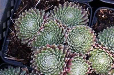 GRDplanten 6 x Sempervivum hybr. 'Sprite' - Hauswurz - Topf 9 x 9 cm