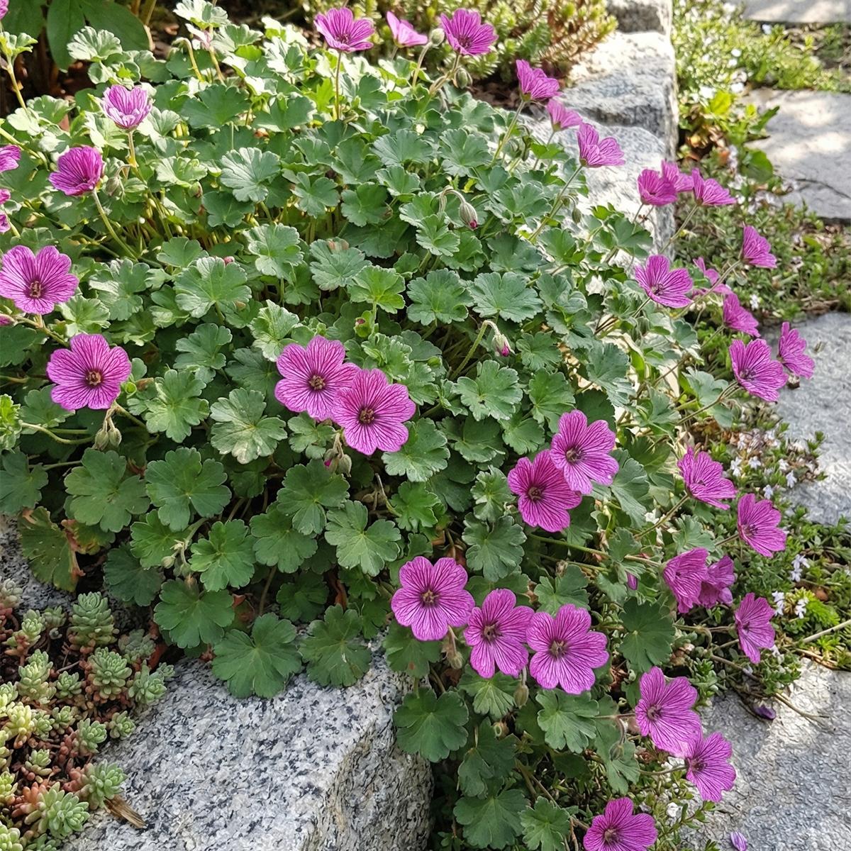 Herbie 6x Erodium variabile Bishops Form P9H20 BL-5960