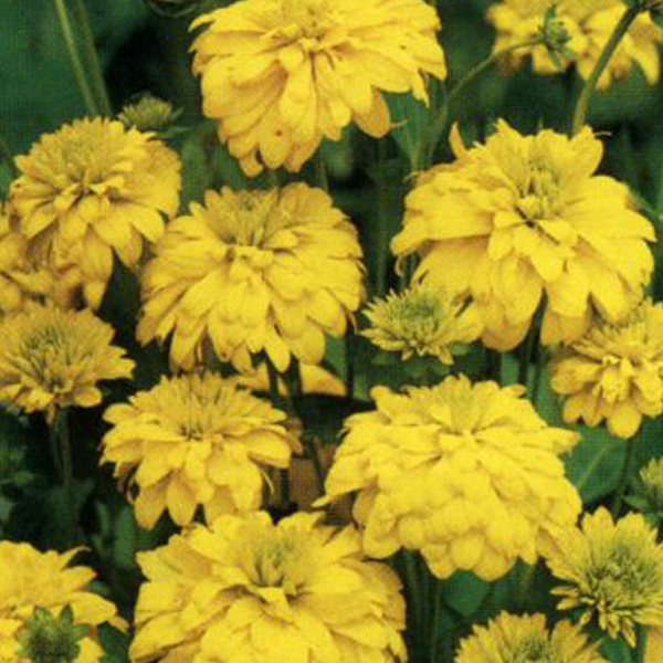 Arborix, grüner und billiger 6 x Geschlitztblättriger Sonnenhut - Rudbeckia laciniata 'Goldquelle' | Topf 9cm x 9cm RULGOLDQ-113