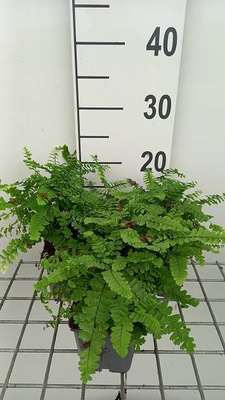 GRDplanten 6 x Dryopteris lepidopoda - Schuppen-Wurmfarn - Topf 9 x 9 cm