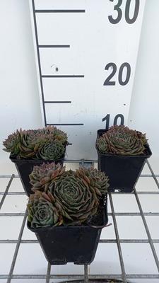 GRDplanten 6 x Sempervivum hybr. 'Feldmaier' - Hauswurz - Topf 9 x 9 cm