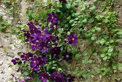 GRDplanten Clematis hybr. 'Jackmanii' - Waldrebe 'Jackmanii 50-60 cm | Topf