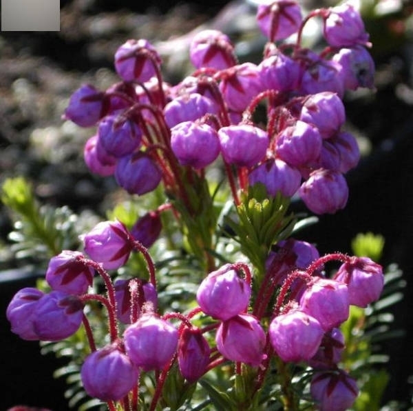 Baumschule Phyllodoce empetriformis - Moosheide - 15-20 cm