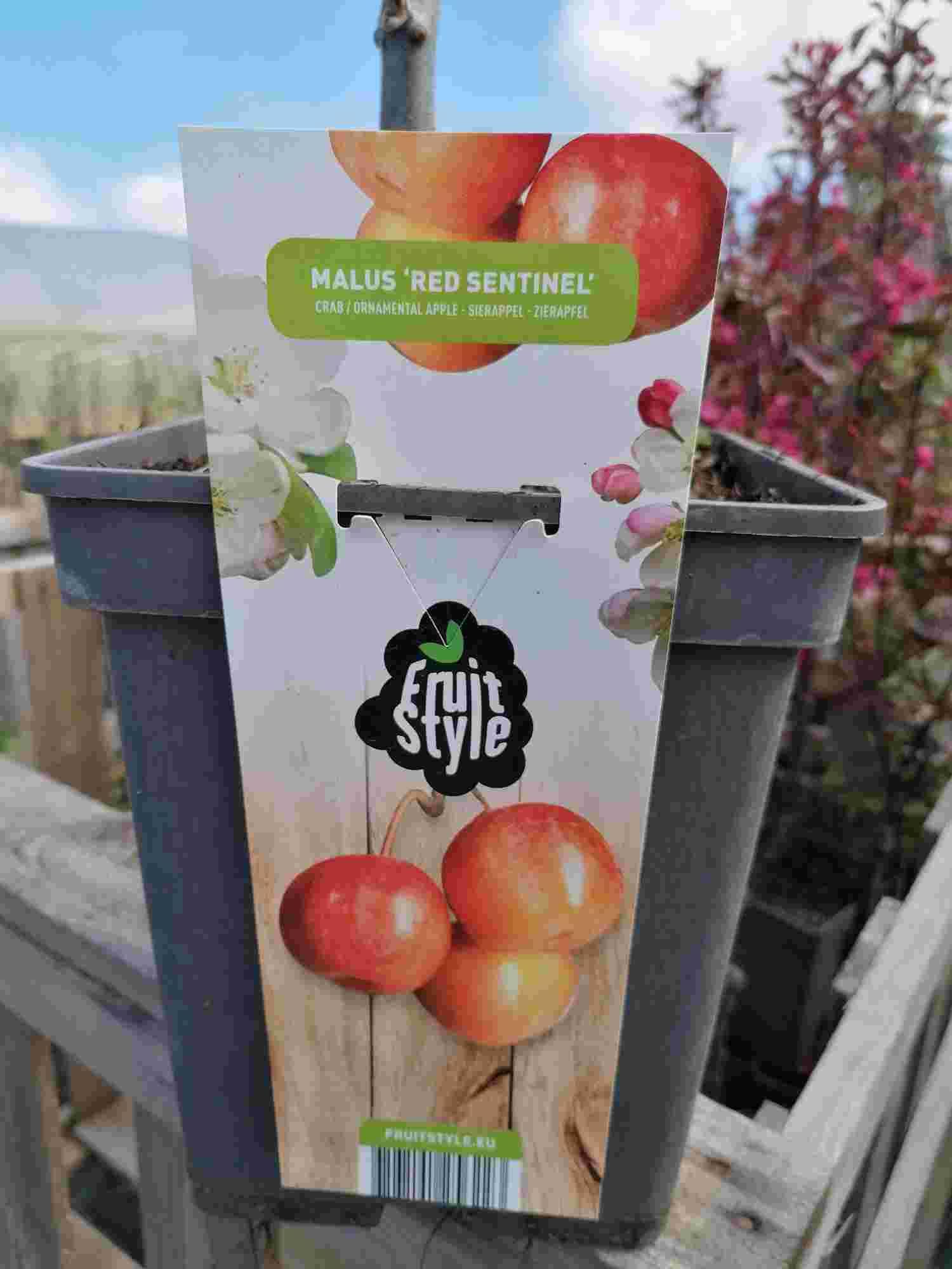 Blumen-Senf Zierapfel 'Red Sentinel' 100-120 cm - Apfelbaum - Malus ''Red Sentinel' - Apfelbaum