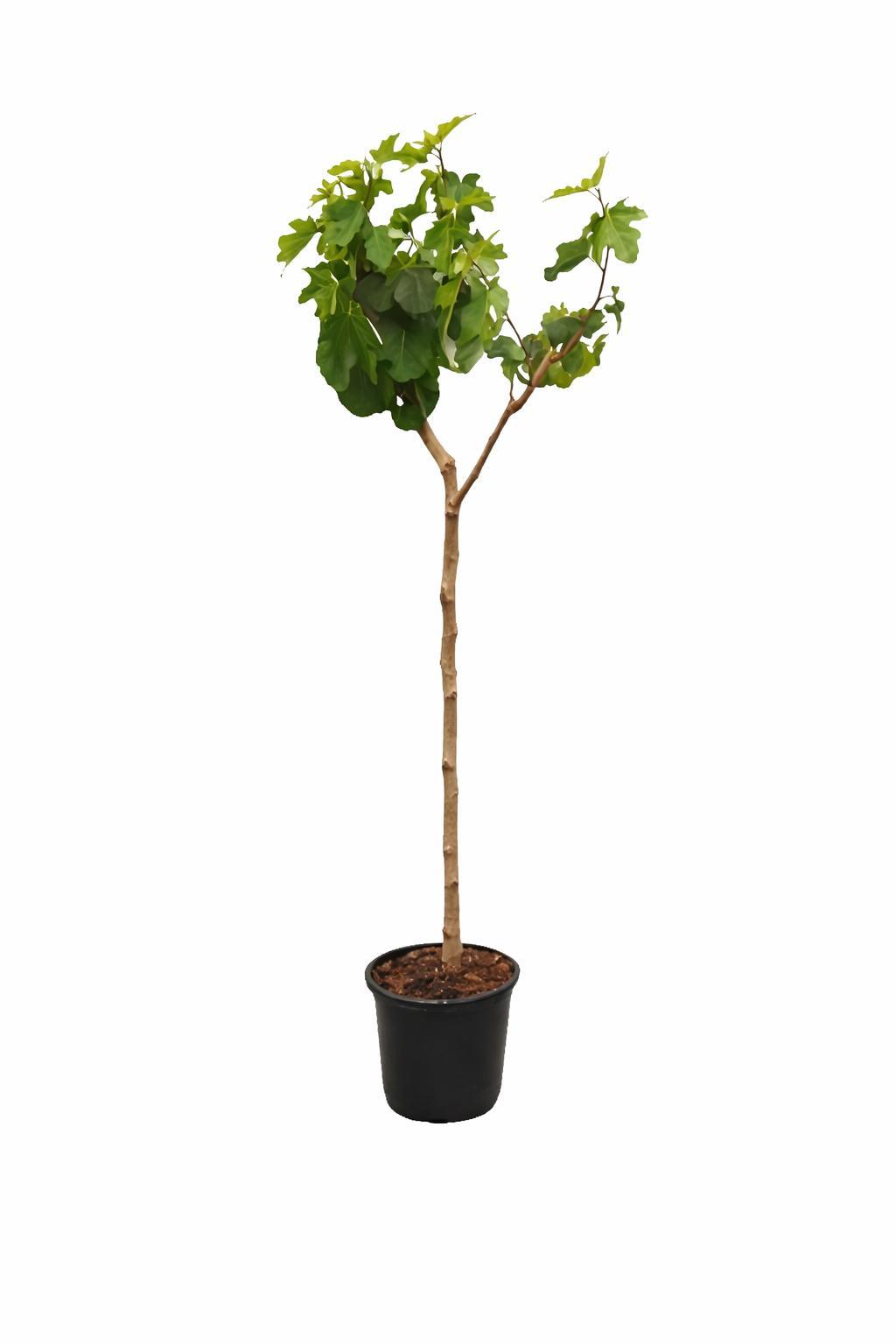 Blumen-Senf Feigenbaum Brown Turkey 160-200 cm – Ficus carica kräftiger Stamm winterhart süße Früchte