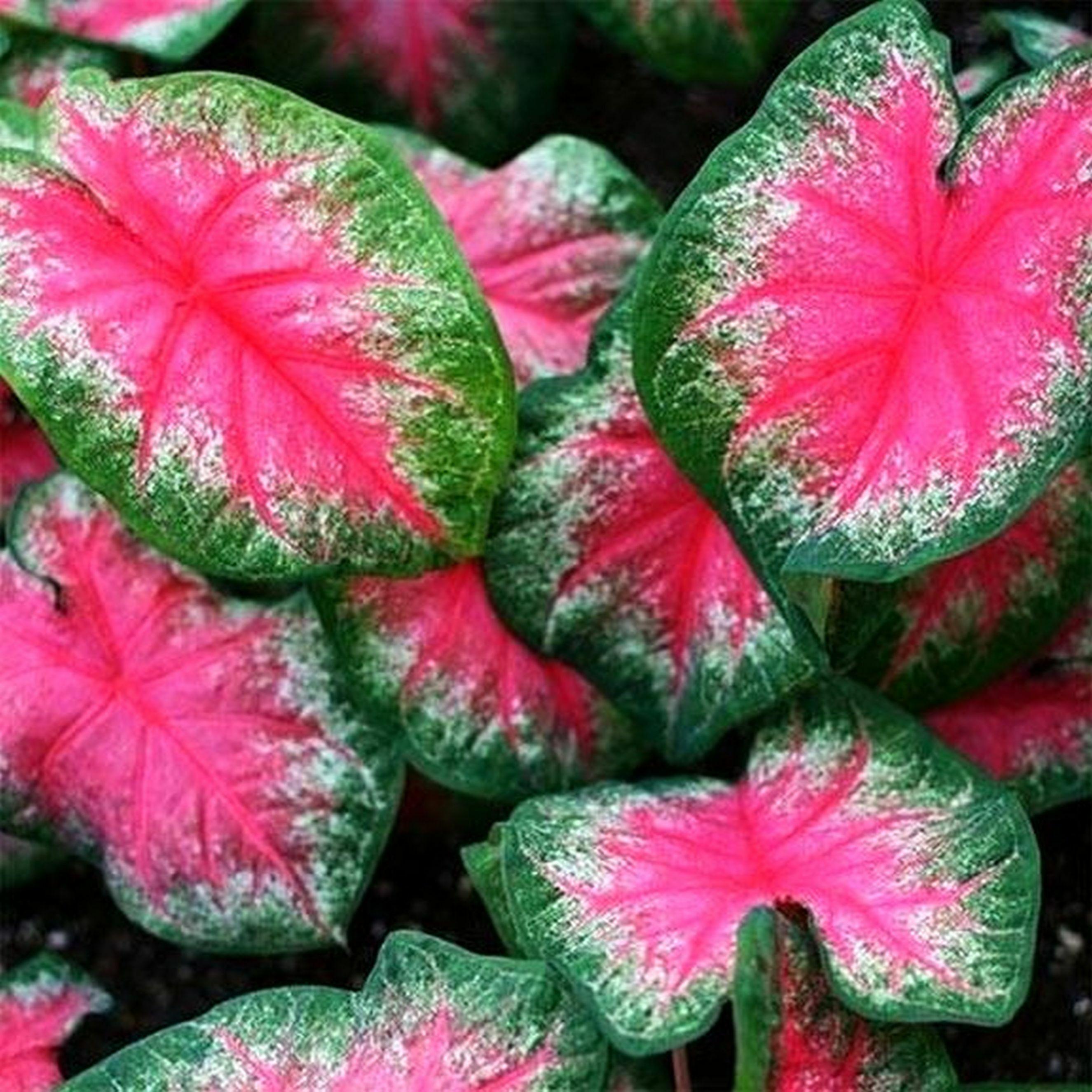 Caladium Kaladium Rosebud 1 pièce, plant bulbe Feuilles