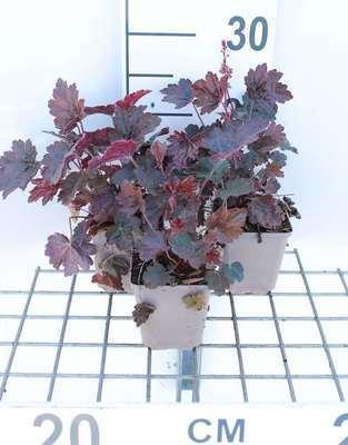 GRDplanten 6 x Heuchera hybr. 'Rachel' - Purpurglöckchen - Topf 9 x 9 cm