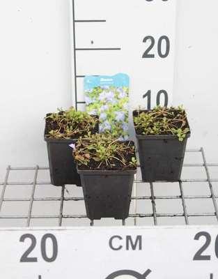 GRDplanten 6 x Mazus reptans - Kriechender Mazus - Topf 9 x 9 cm