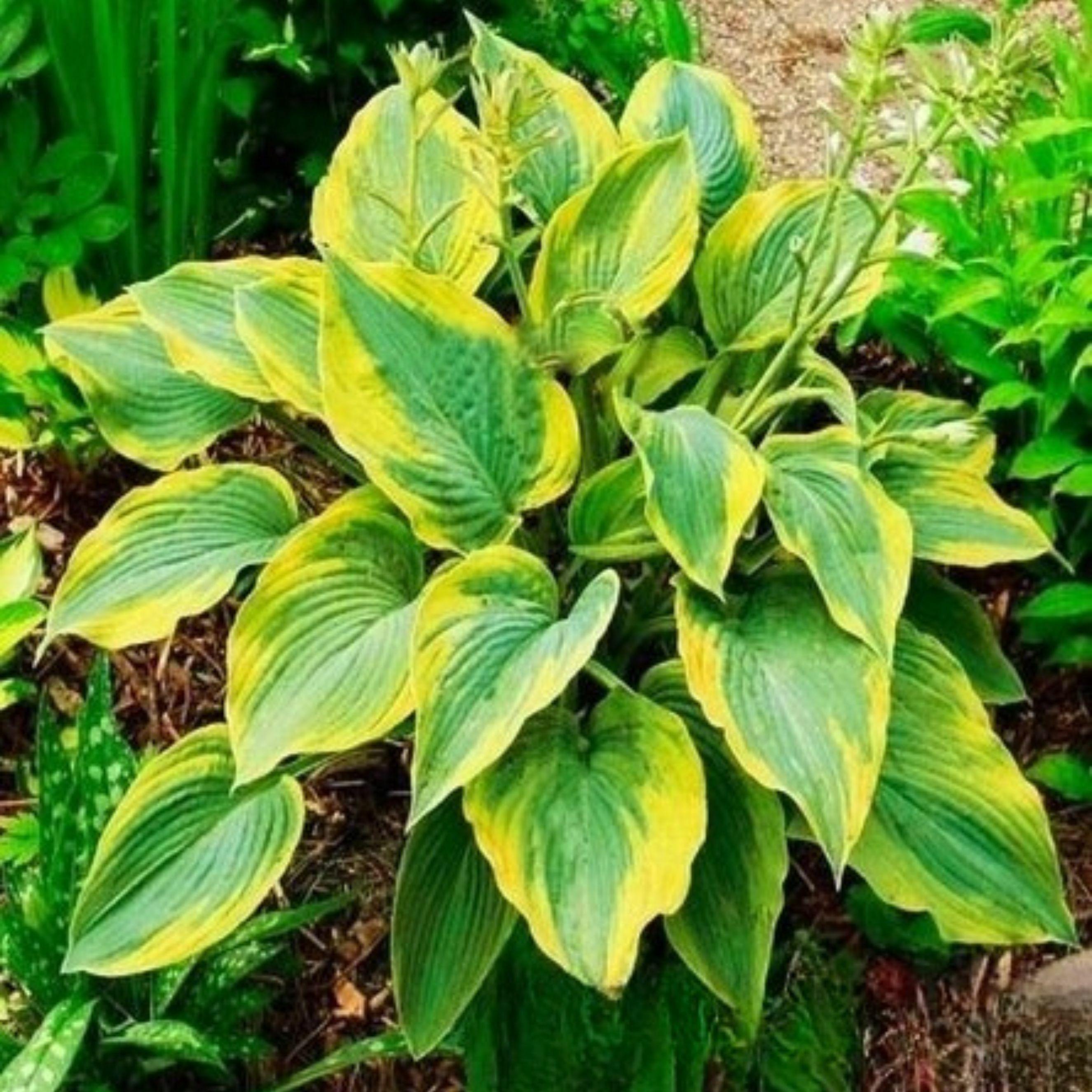 Benex Funkie Hosta Knolle Zierblätter Blumen Funkie Alvatine Taylor 1 St.