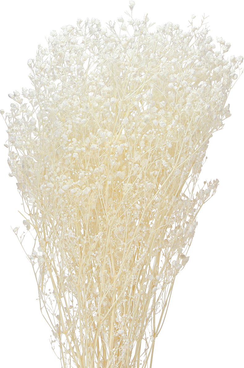 Viana Schleierkraut Creme Weiß Trockenblumen Deko 65-70cm 19565
