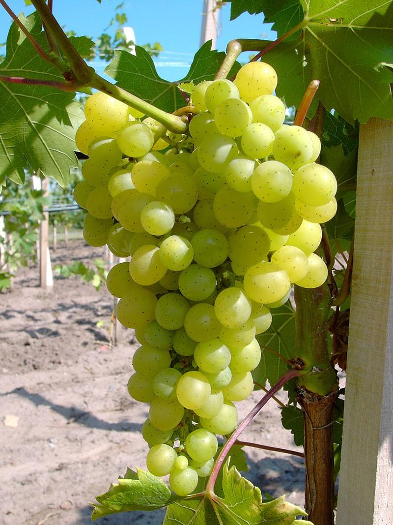 Müllers Grüner Garten Shop Pusztatraube, kräftige, Wein Rebe mit gelbgrünen Trauben im 3,5 Liter Topf 3880