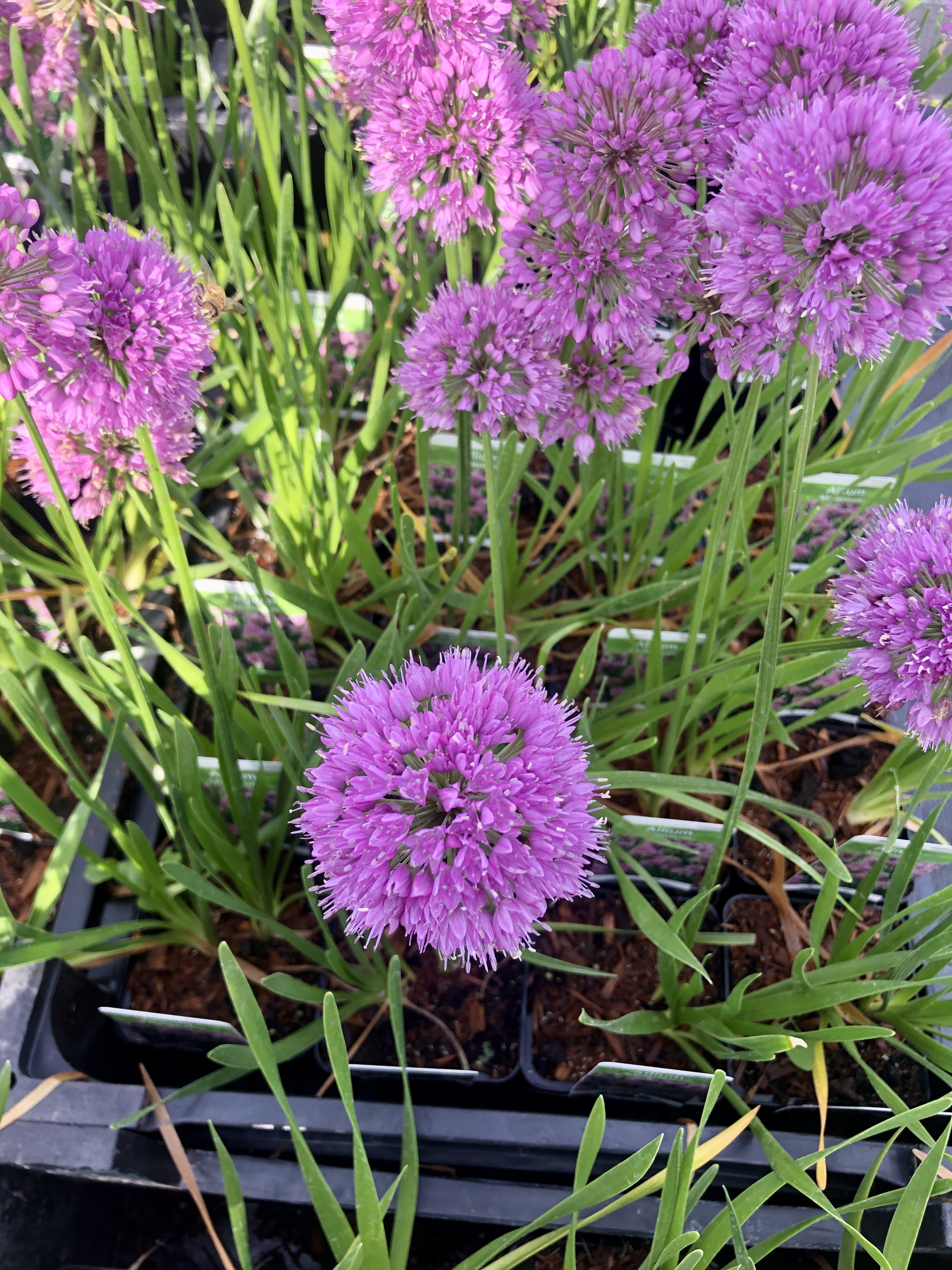 Brandless 6 x Allium 'Millenium' - Zierzwiebel im 9x9 cm Topf