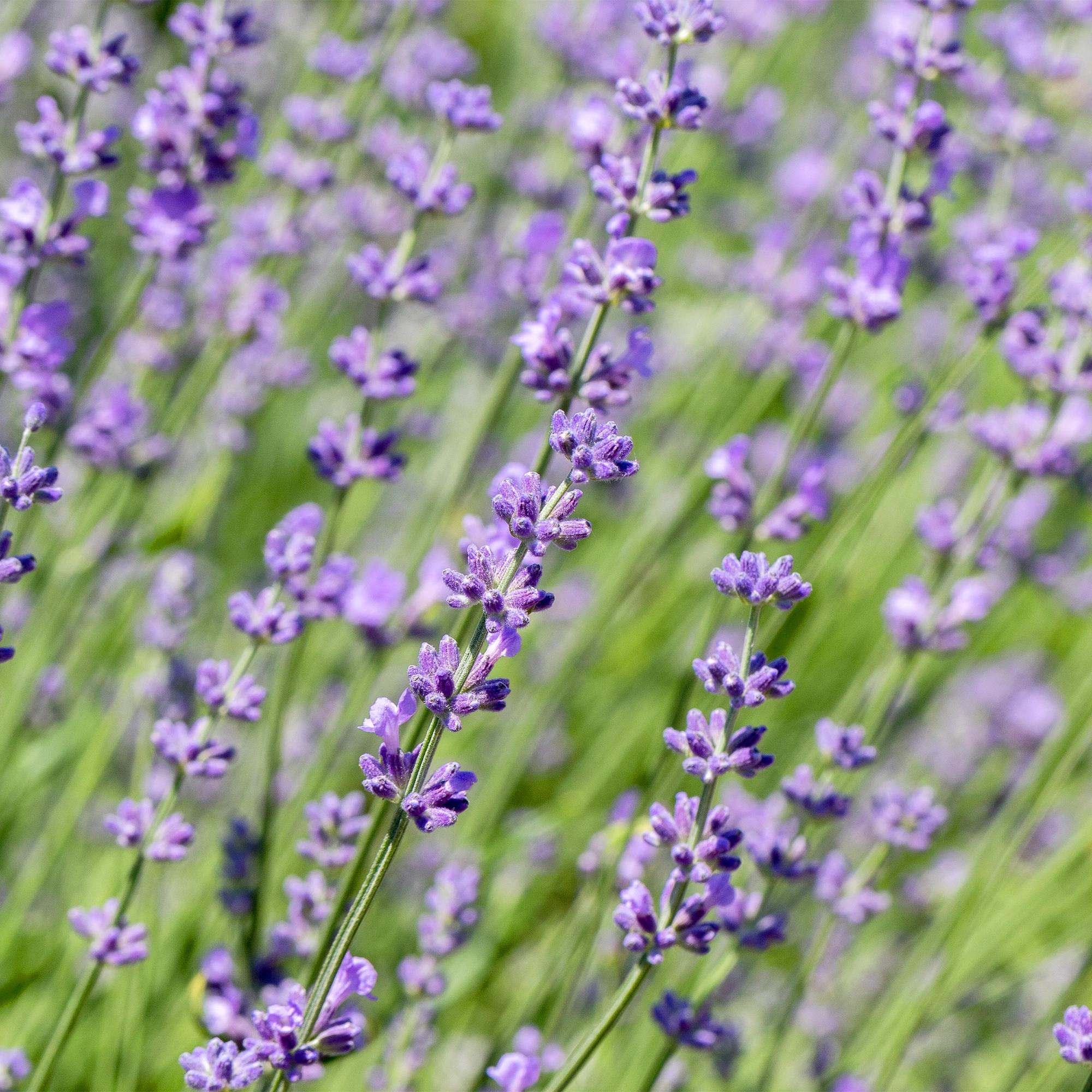 Oasis of Life Echter Lavendel Hidcote 6 Pflanzen Ø17cm 30cm Duftende Heckenpflanze