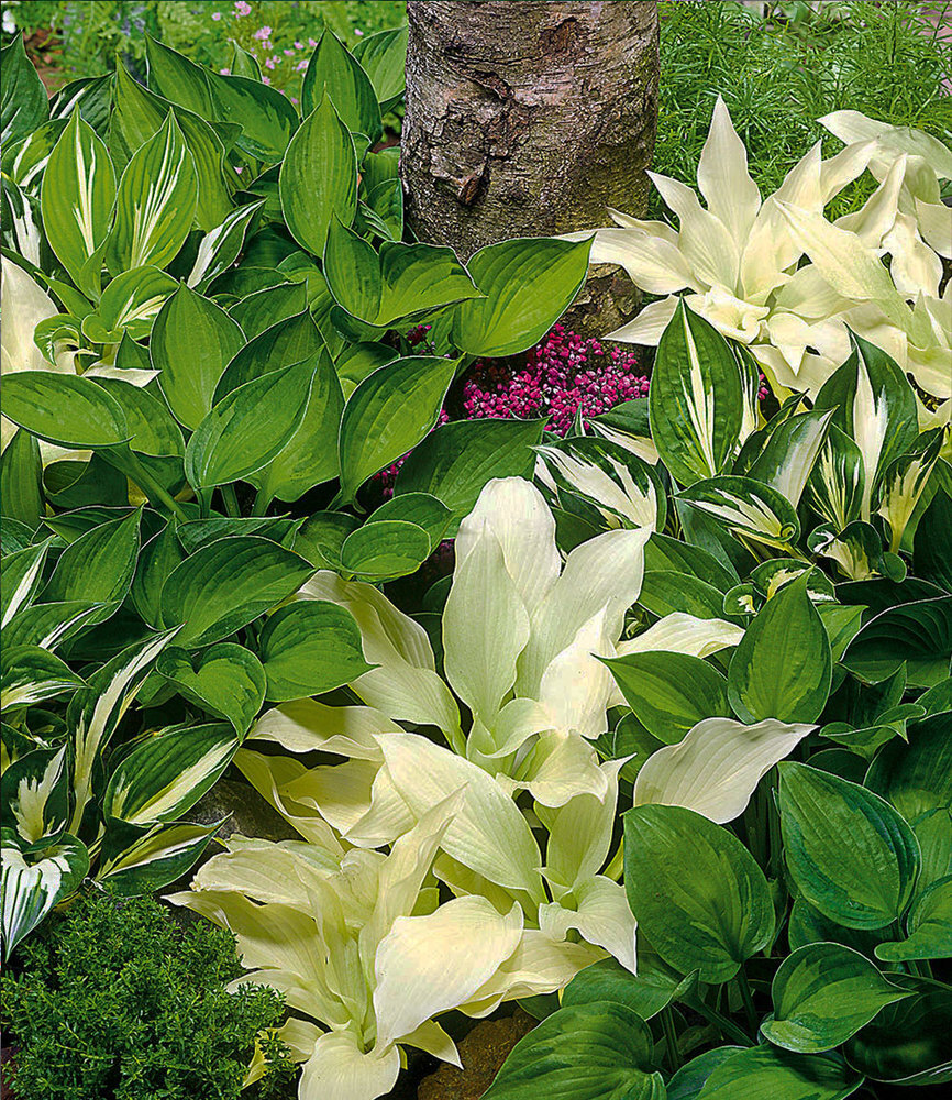 Baldur-Garten BALDUR Garten 3er Hosta-Mix 'Exklusiv', Knollen in Größe I, wunderschöne Blattschmuck-Stauden, für schattige & halbschattige Standorte, winterhart, mehrjährig & pflegeleicht, für Beet & Kübel