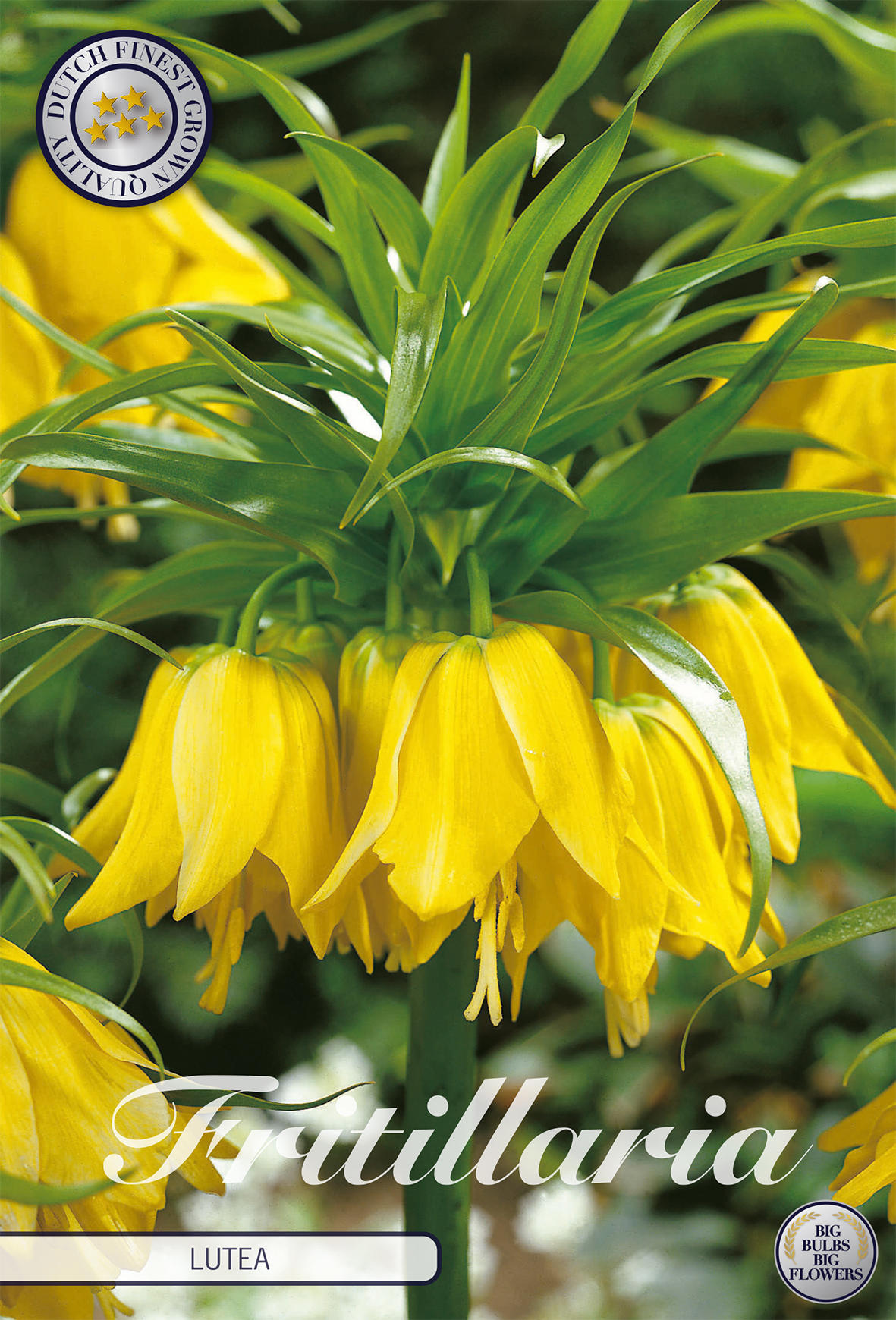 Fritillaria Lutea (1 Stück) | Fritillariazwiebeln von Sam van Schooten 84430-bl