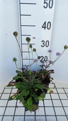 GRDplanten 6 x Scabiosa col. 'Nana' - Skabiose - Topf 9 x 9 cm