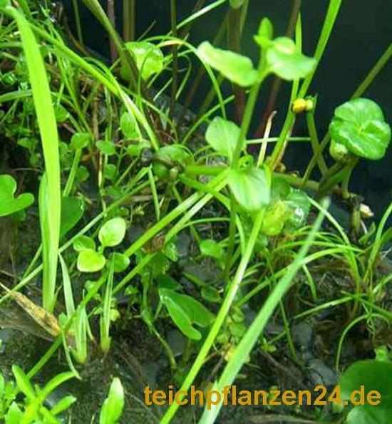 Mühlan Wasserpflanzen 5 vers. Uferpflanzen (wurzelnackt) für Teich, Ufer 1306