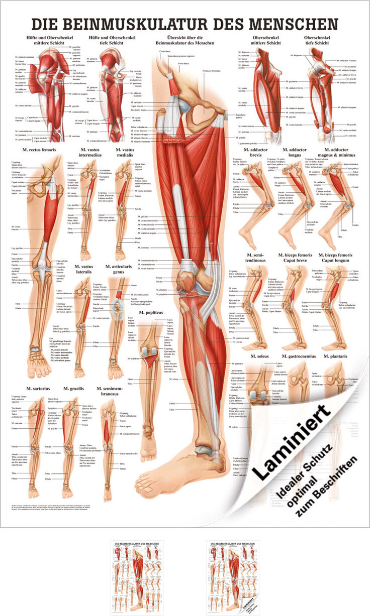 Die Beinmuskulatur Poster Anatomie 70x50 cm medizinische Lehrmittel 25027LA