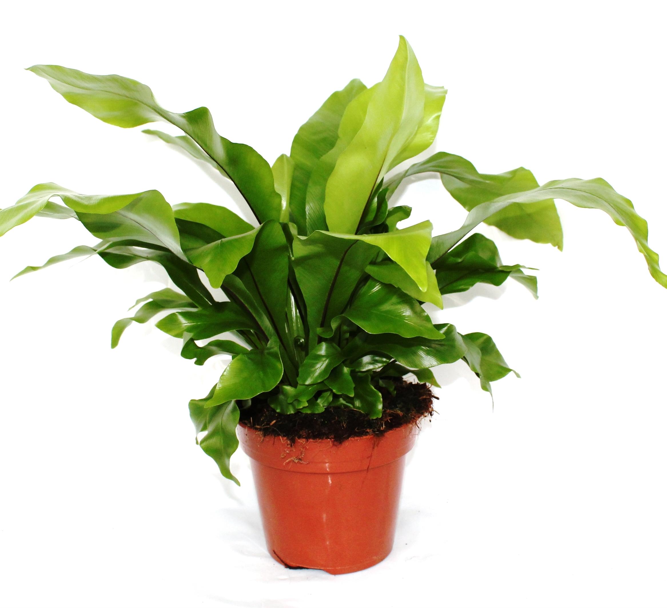 Blumen-Senf Asplenium nidus ca. 30 cm - Nestfarn - Luftreinigende Zimmerpflanze - Grünpflanze