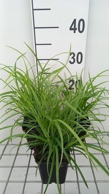 GRDplanten 6 x Carex sylvatica - Wald Segge - Topf 9 x 9 cm