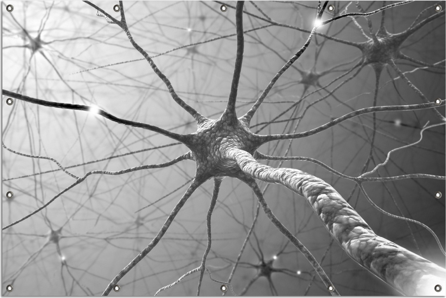 Wallario Outdoor-Poster für Garten oder Balkon, Motiv Menschliche Nervenzelle - schwarz weiß, in ca. 120 x 180 cm goban5565s-120180
