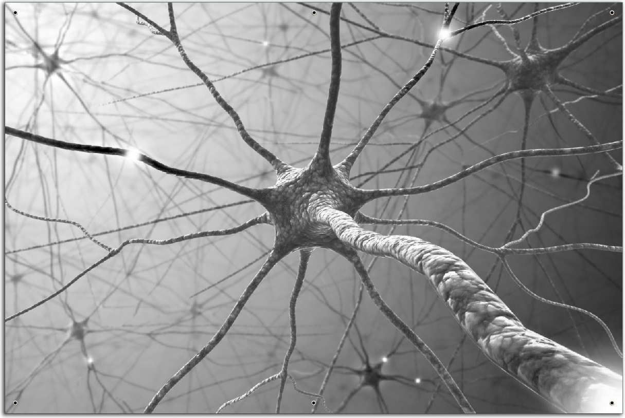 Wallario Outdoor-Poster für Garten oder Balkon, Motiv Menschliche Nervenzelle - schwarz weiß, in ca. 61 x 91,50 cm odp5565s-61915