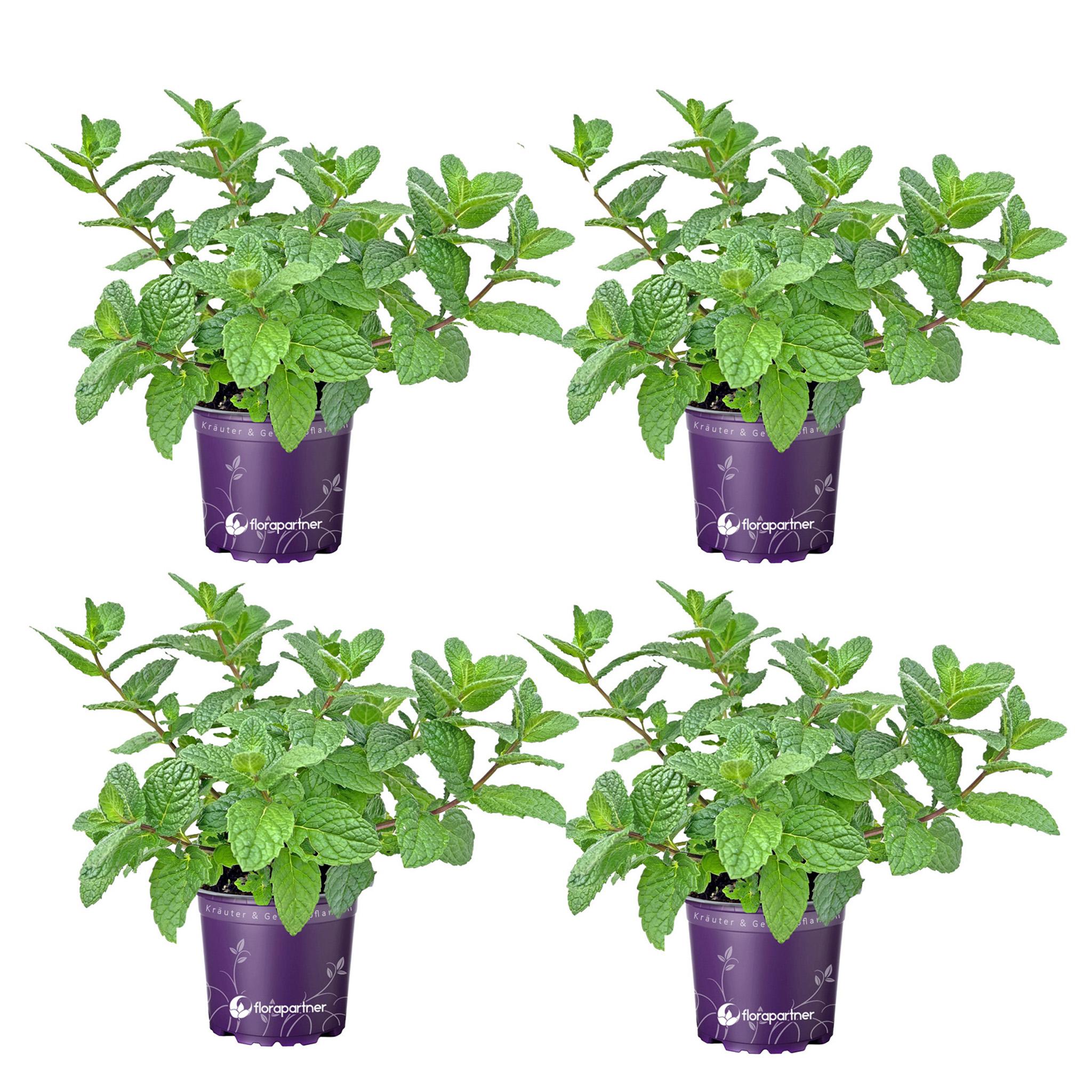 florapartner Marokkanische Tee Minze Mentha spicata 4er Set
