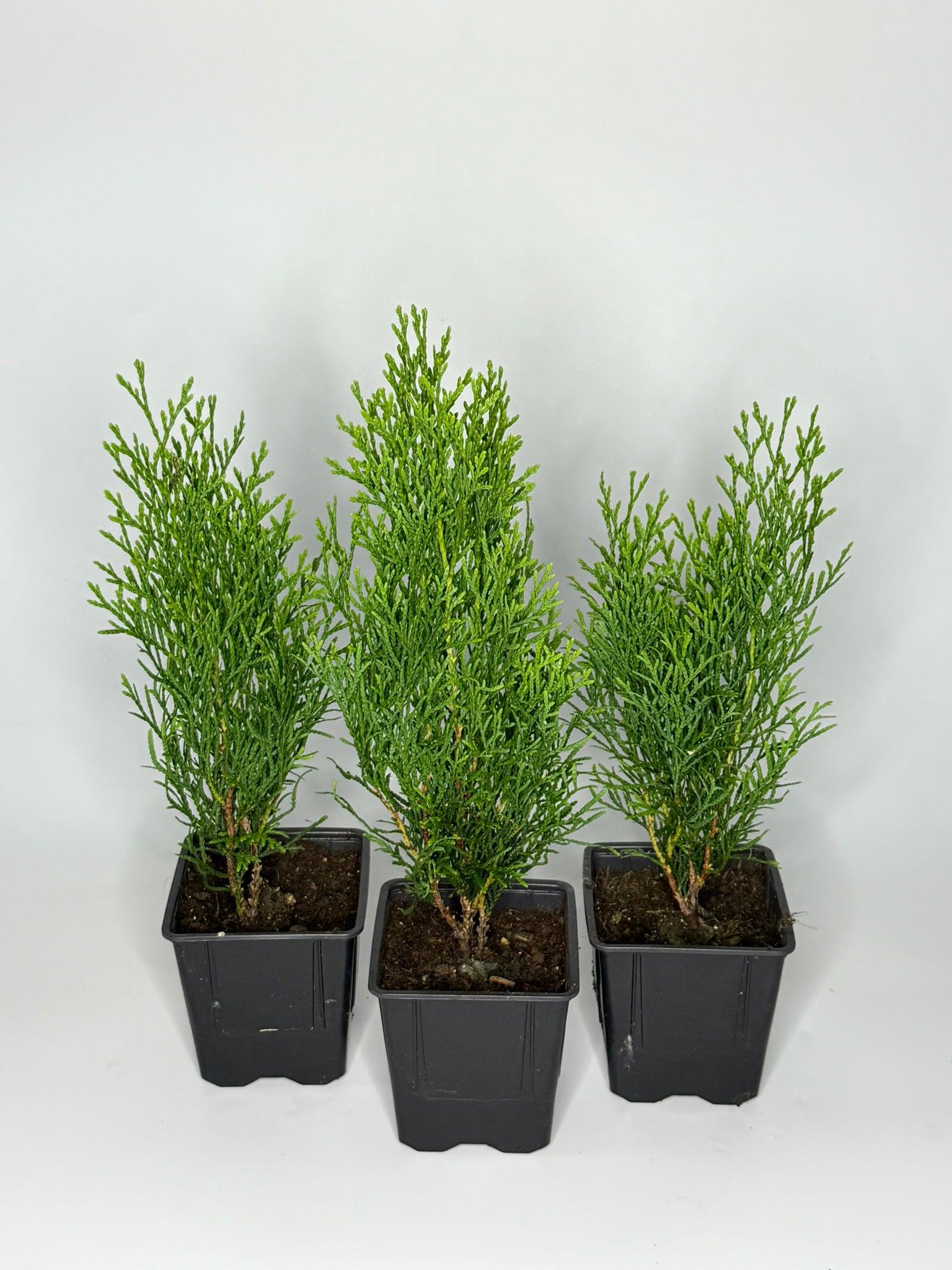 1 Stck, 25-30cm, Topf 9cm, Lebensbaum Thuja occidentalis