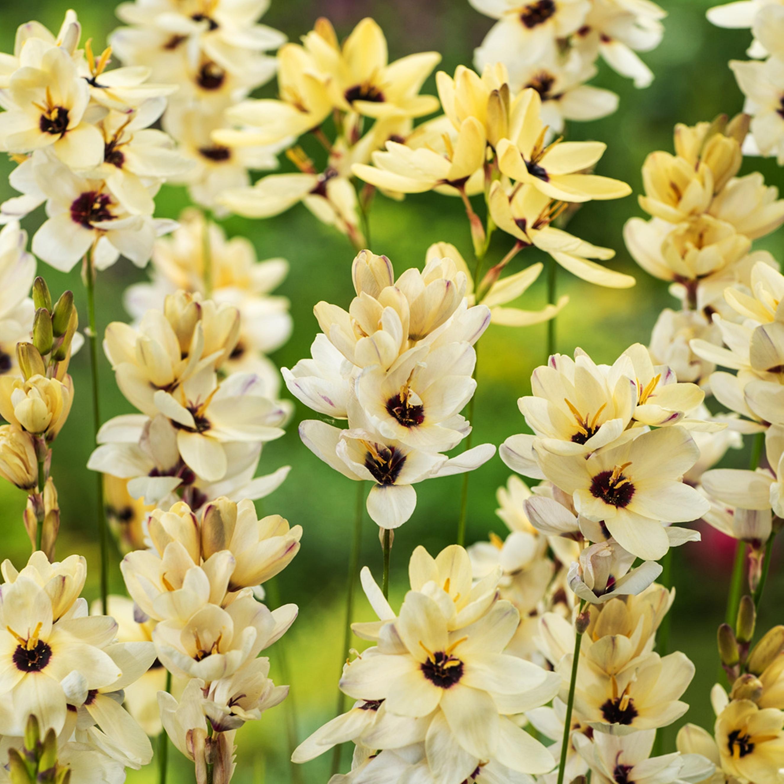 Benex Ixia Zwiebeln Blumen Glockenblume Kornlilie Hogarth 10 St.