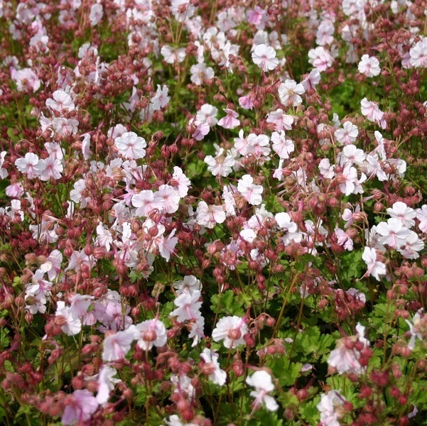 Arborix, grüner und billiger 6 x Ooievaarsbek - Geranium cantabrigiense 'Biokovo' | Topf 9cm x 9cm GECBIOKO-113