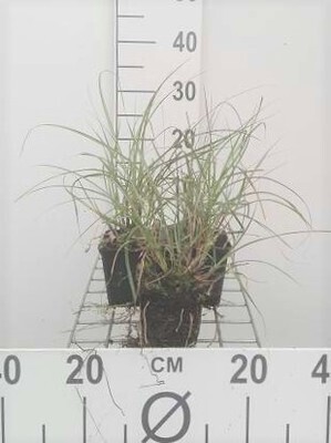 GRDplanten 6 x Miscanthus sin. 'Adagio' - Zwerg-Chinaschilf Adagio - Topf 9 x 9 cm