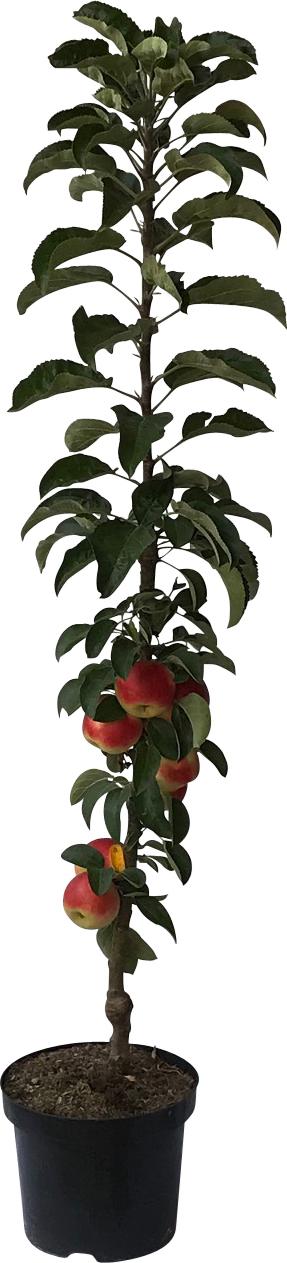 Müllers Grüner Garten Shop Säulenapfel Suncats (S) zweijährig 7,5 Liter Topfballen 8345-002