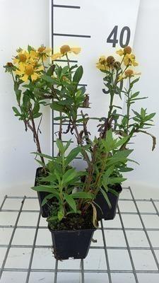 GRDplanten 6 x Helenium hybr. 'Sahin's Early Flowerer'® - Sonnenbraut - Topf 9 x 9 cm