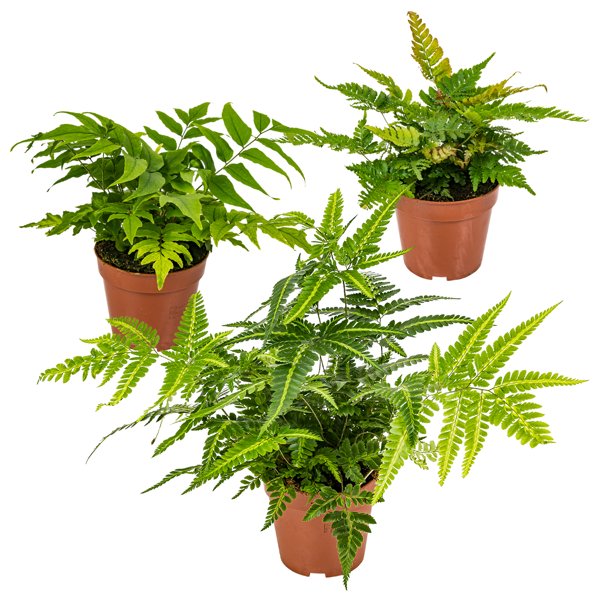 Farnenblätter Farne Lego 5 grüne Pflanzen 