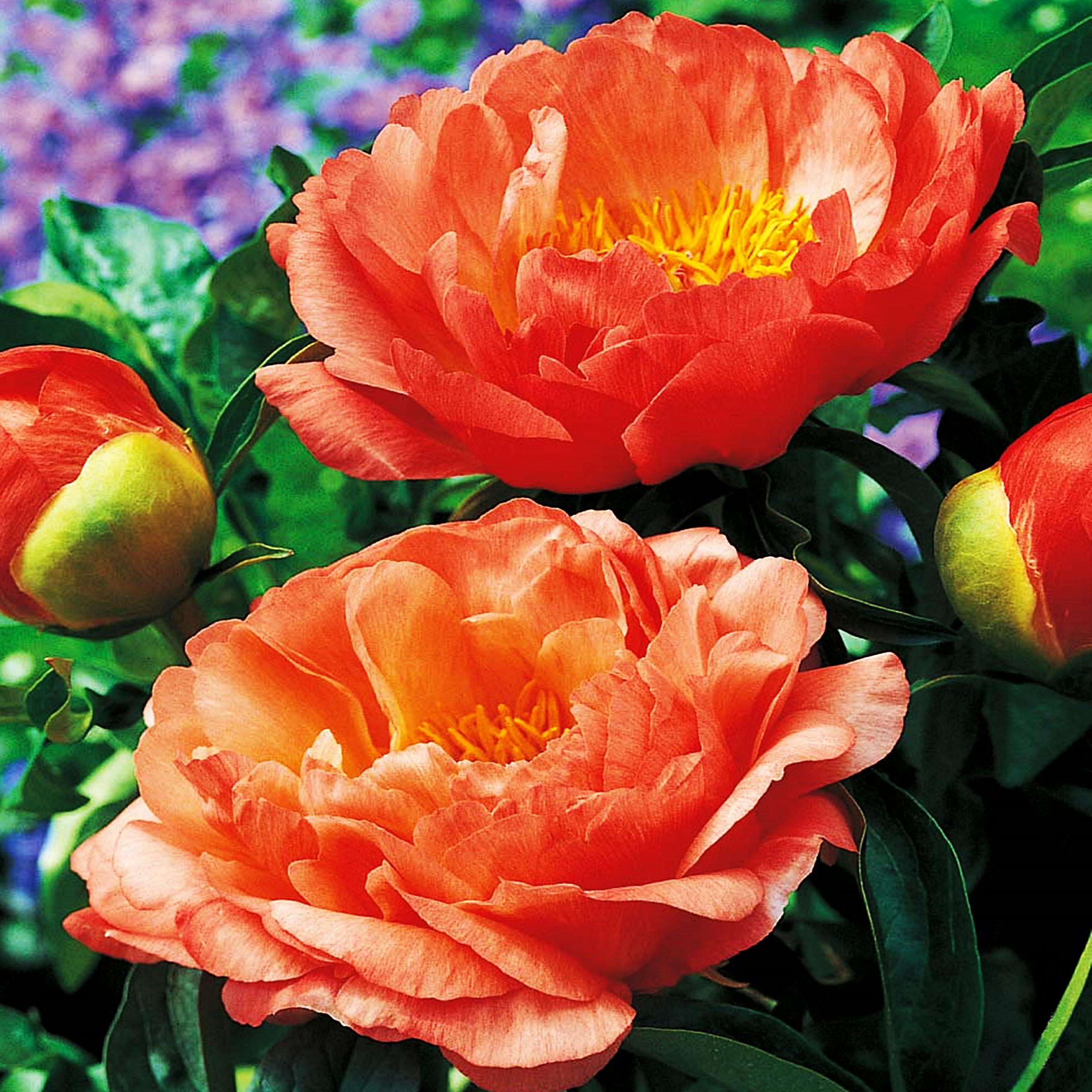 Benex Päonie Paeonia Pfingstrose Blumen Rhizom Staude Päonie Coral Sunset 1 St.
