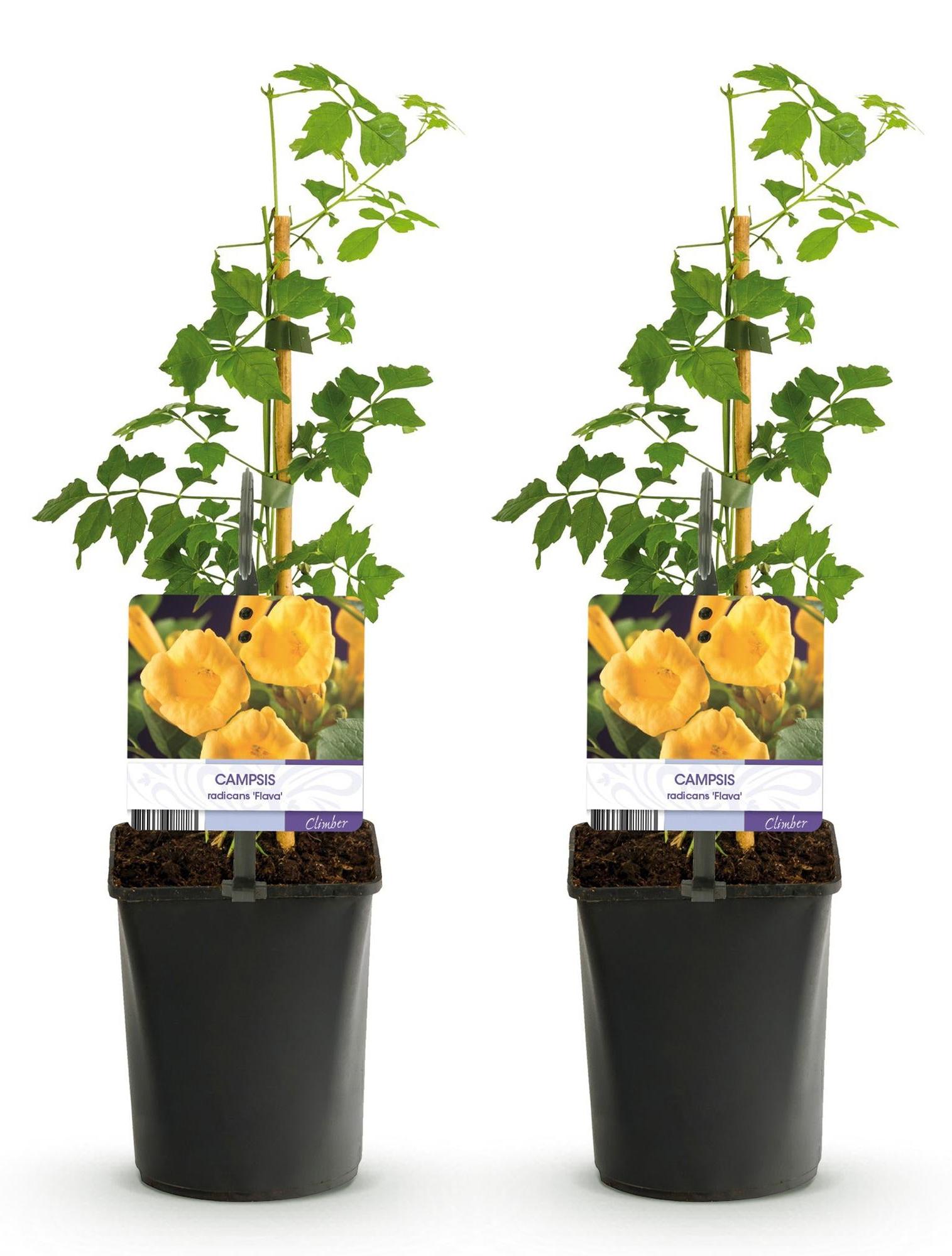 Green boutiQ - Trompetblume - Campsis radicans Flava - Blüte Gelb - Wenig Pflege - 2 Pflanzen - Topf 11cm Höhe 40cm 48306