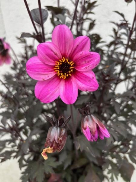 Baumschule Dahlie Mystic Dreamer - Dahlia Mystic Dreamer
