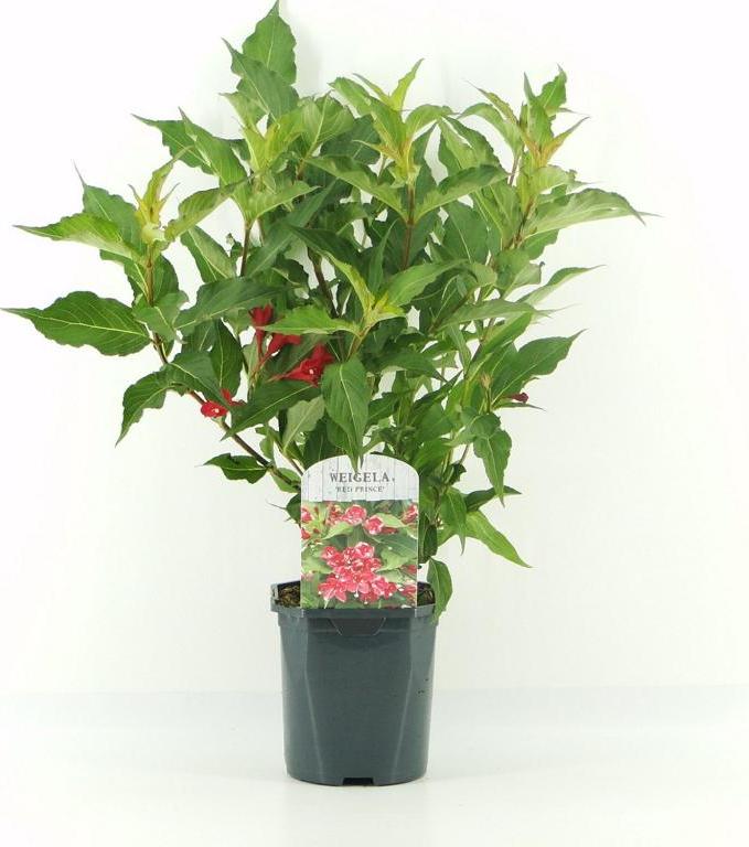Blumen-Senf Weigela „Red Prince“ – Blühstrauch 40–60 cm | Rote Zierstrauch Glockenblume für Garten, Hecke & Beet