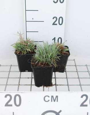 GRDplanten 6 x Dianthus gratianopolitanus (caesius) - Nelke - Topf 9 x 9 cm
