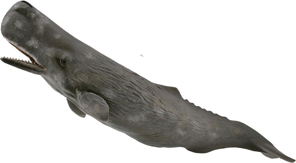 Collecta Xl Spermienfigur Grau 3-6 Years Grau 3-6 Years 90188835