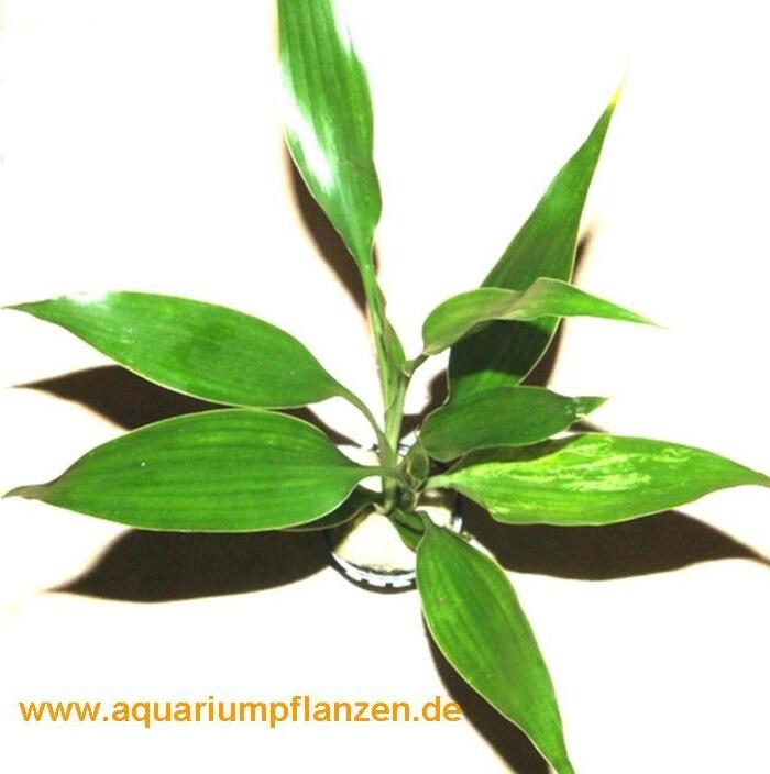 Mühlan Wasserpflanzen 1 Topf Dracenae grüner Drachenbaum, Sumpfpflanzen 557