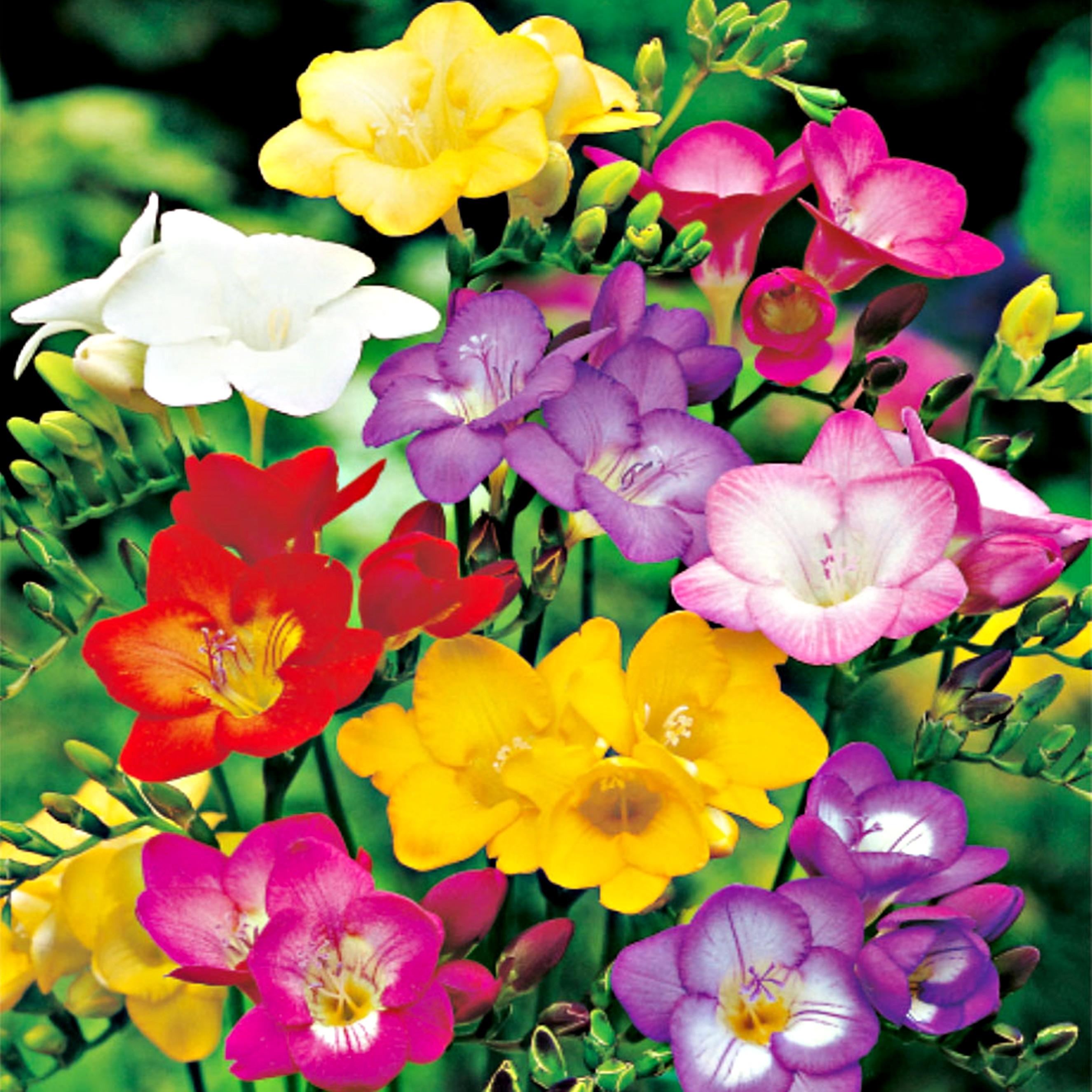 Benex Freesie Zwiebel Kübelpflanze Schnittpflanze Einzelne Freesie Mix 10 St.