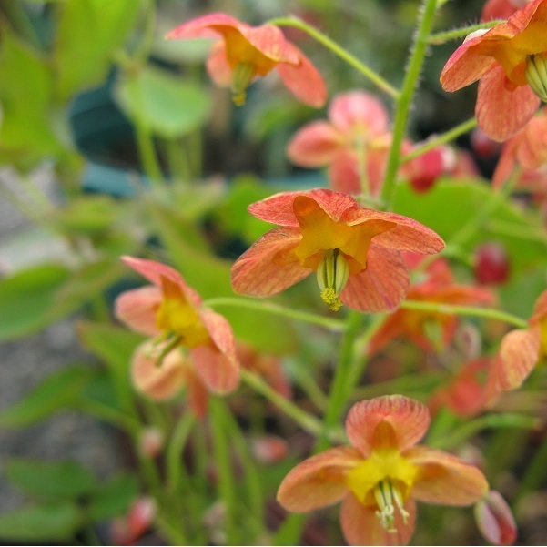 Arborix, grüner und billiger 6 x Elfenblume warleyense - Epimedium warleyense | Topf 9cm x 9cm EPWARLEY-113